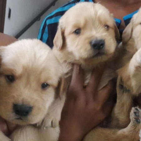 Cuanto Cuesta Golden Retriever Bebe Precio Dogs Life Beds